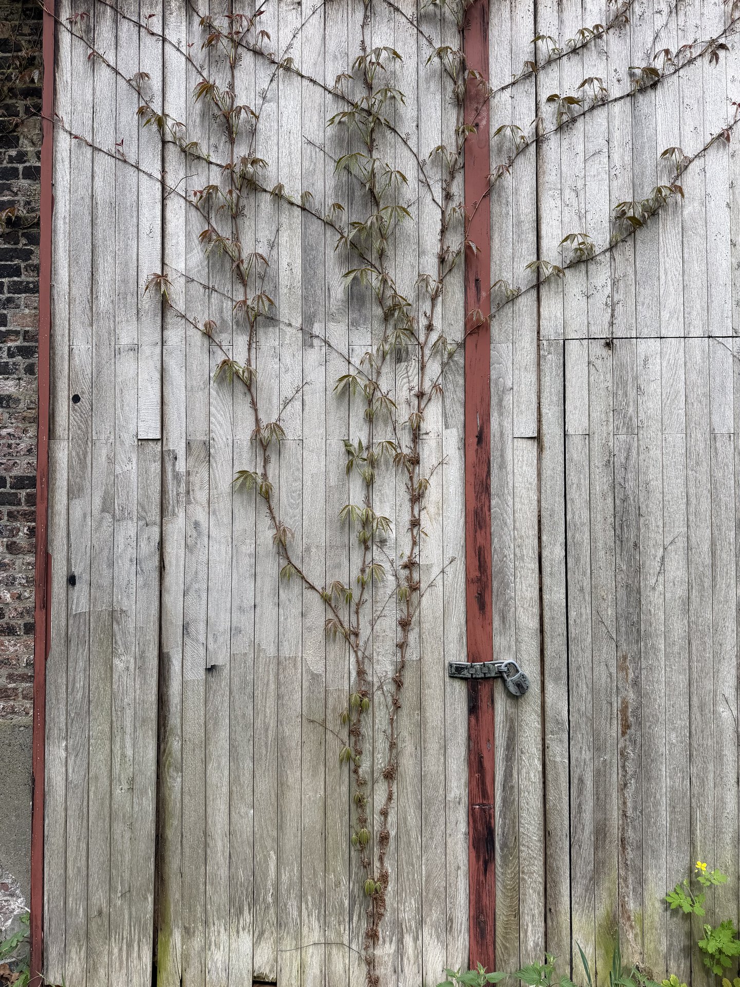 A rustic wooden wall, weathered grey and framed by a red beam, is adorned with a climbing vine featuring fresh green leaves